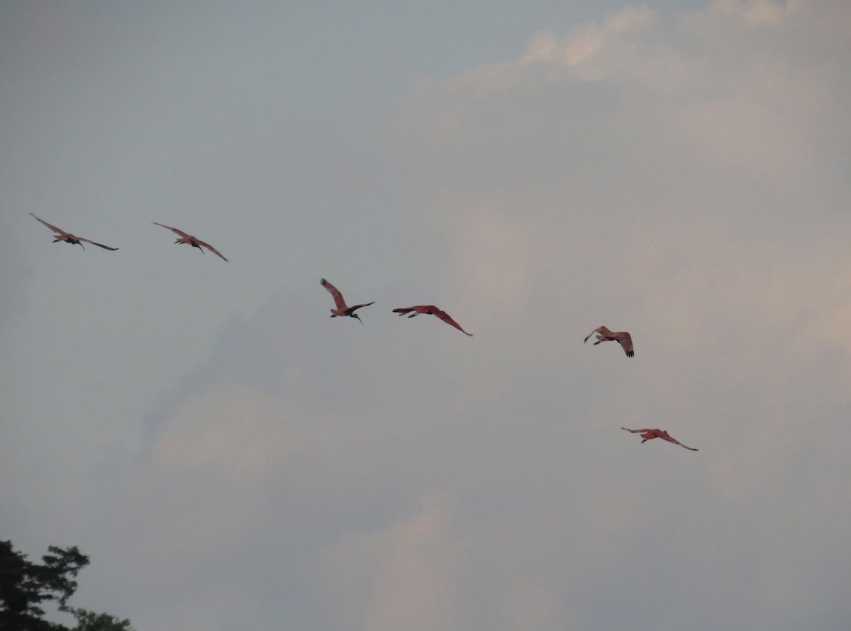 ibis rudý - ML613968057