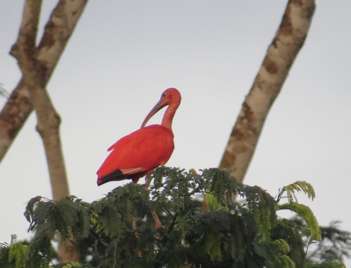 Scarlet Ibis - ML613968060