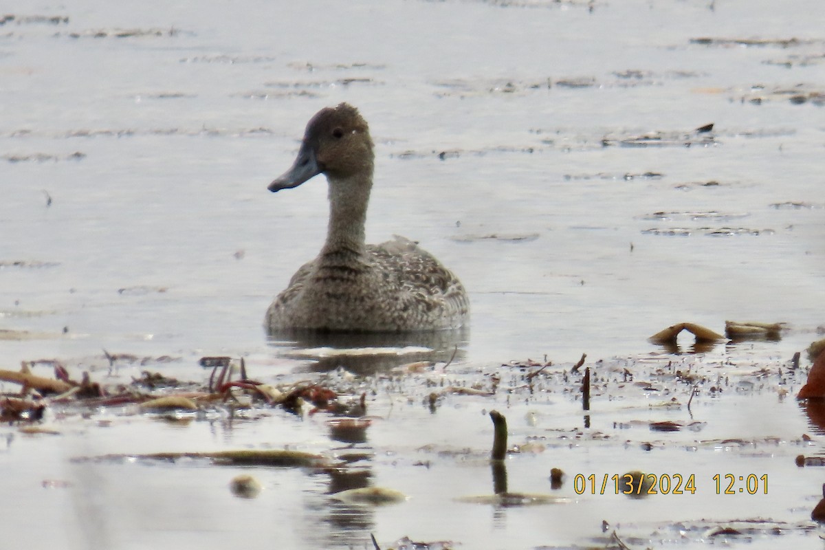 Northern Pintail - ML613968114