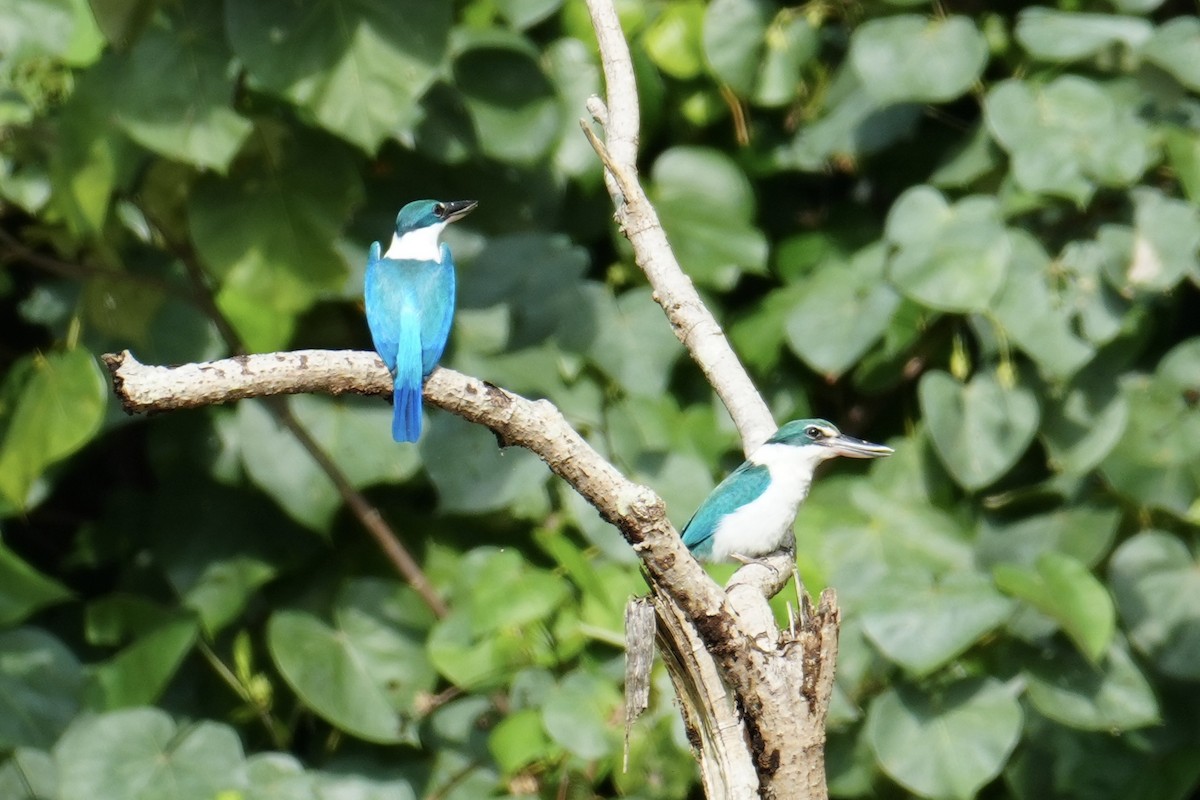 白領翡翠 - ML613968140