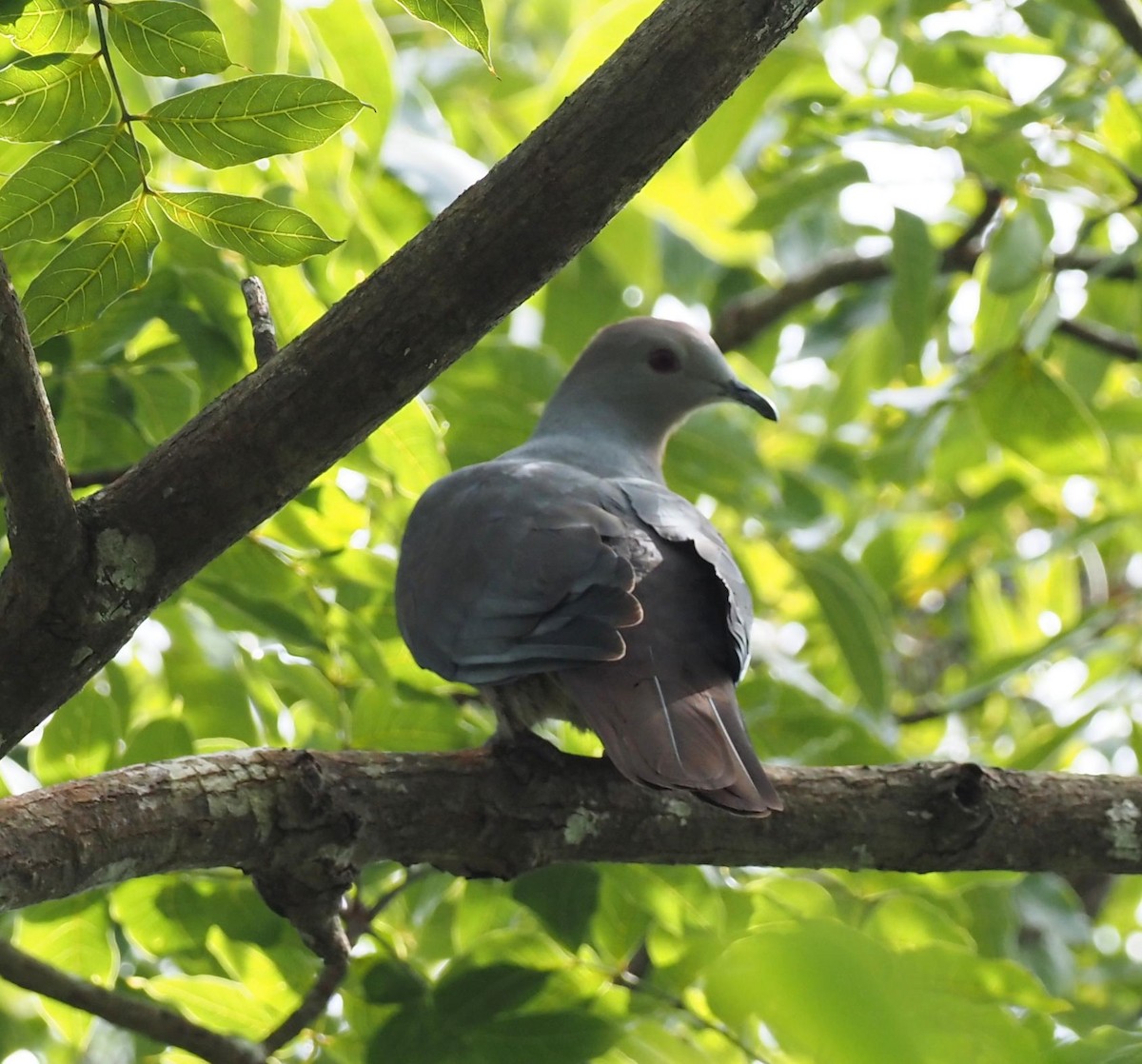 Фиджийский плодовый голубь - ML613968147