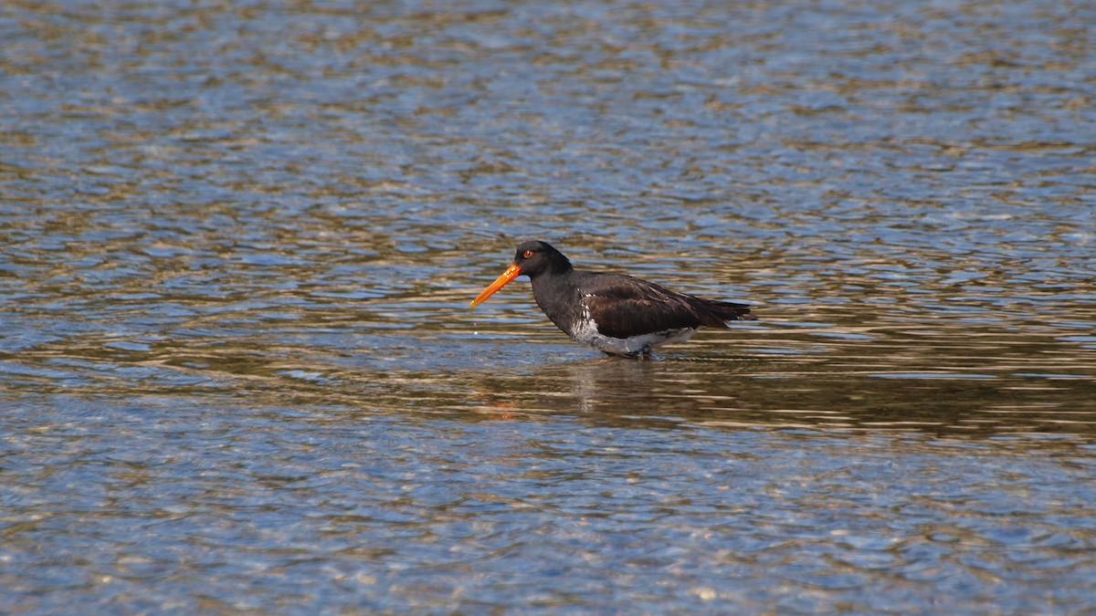 Variable Oystercatcher - ML613968153