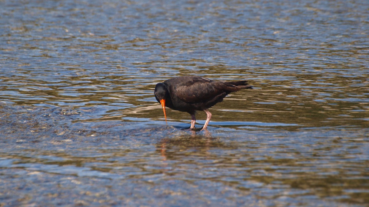 Neuseeland-Austernfischer - ML613968154