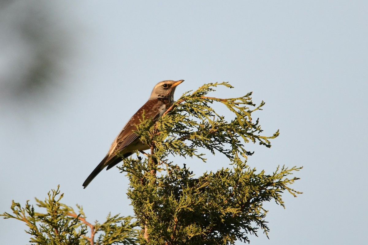 Fieldfare - ML613968160