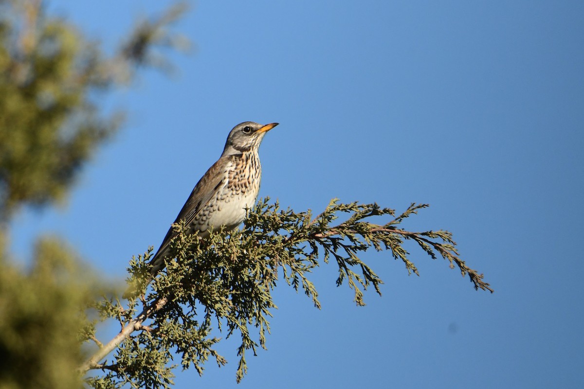 Fieldfare - ML613968161