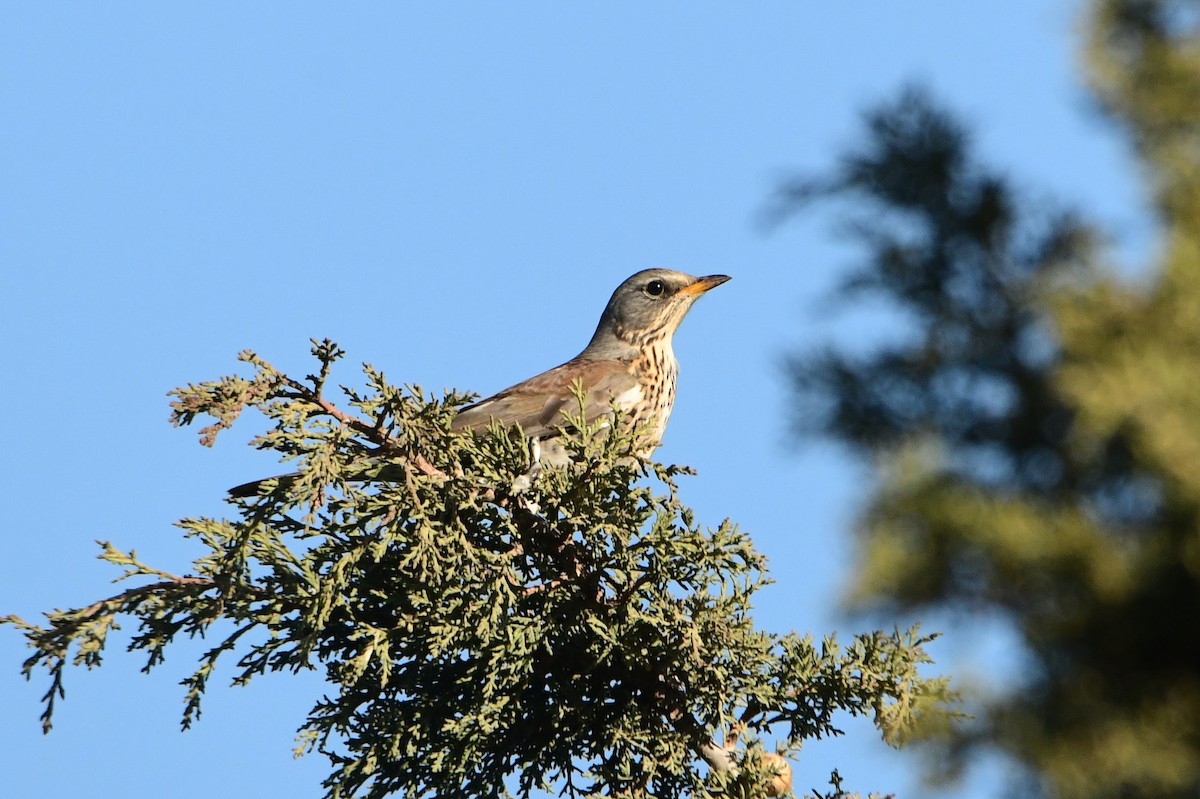 Fieldfare - ML613968162