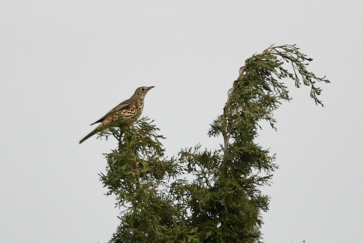 Mistle Thrush - ML613968176