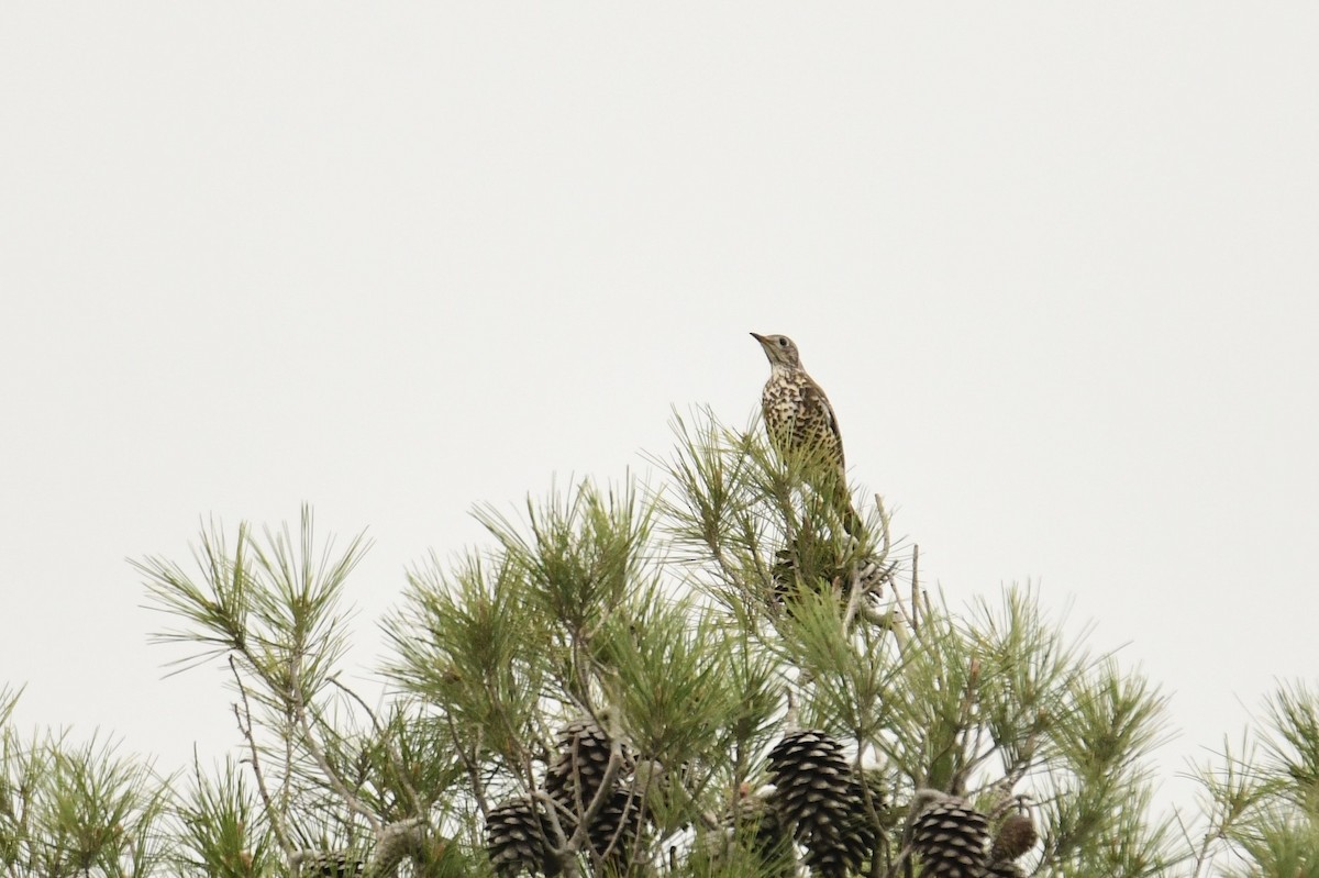 Mistle Thrush - ML613968177