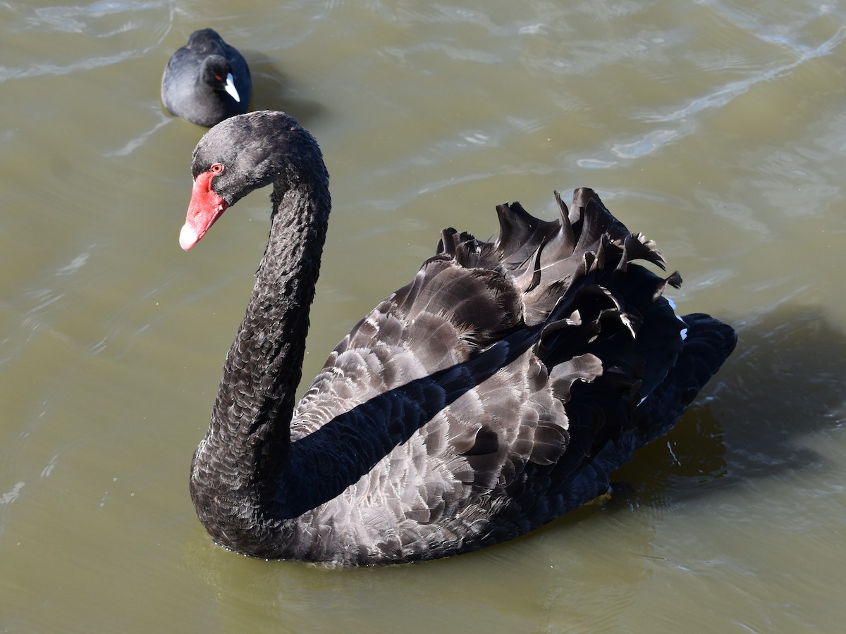 Black Swan - ML613968203