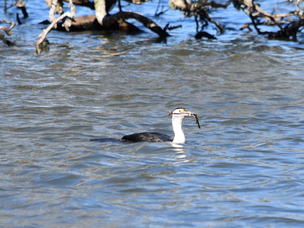 Pied Cormorant - ML613968207