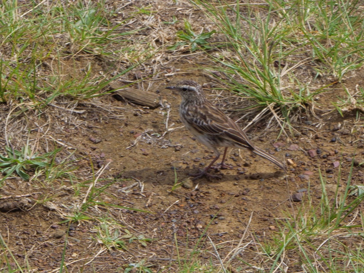 New Zealand Pipit - ML613968214