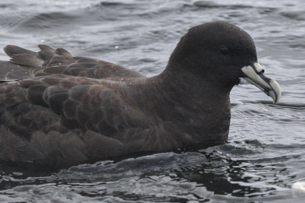 Weißkinn-Sturmvogel - ML613968268