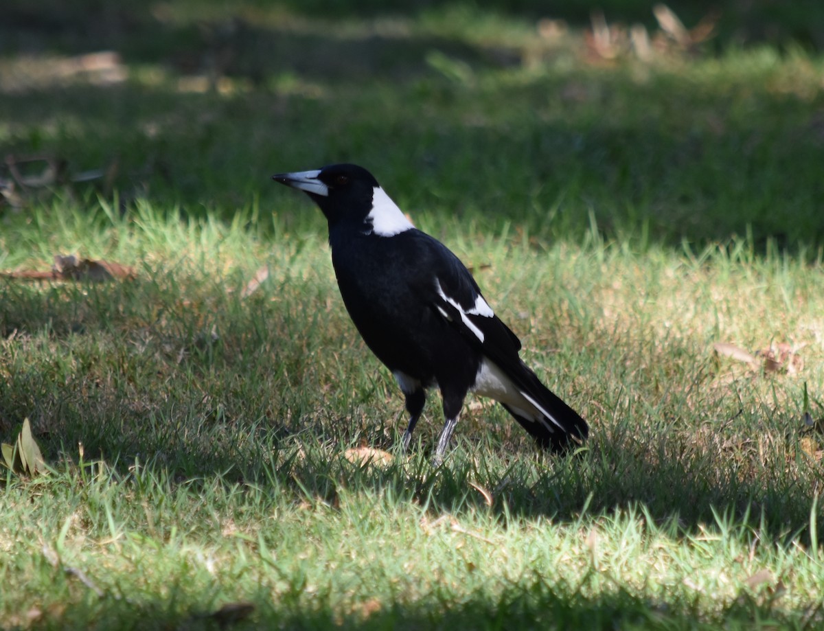 Australian Magpie - ML613968342