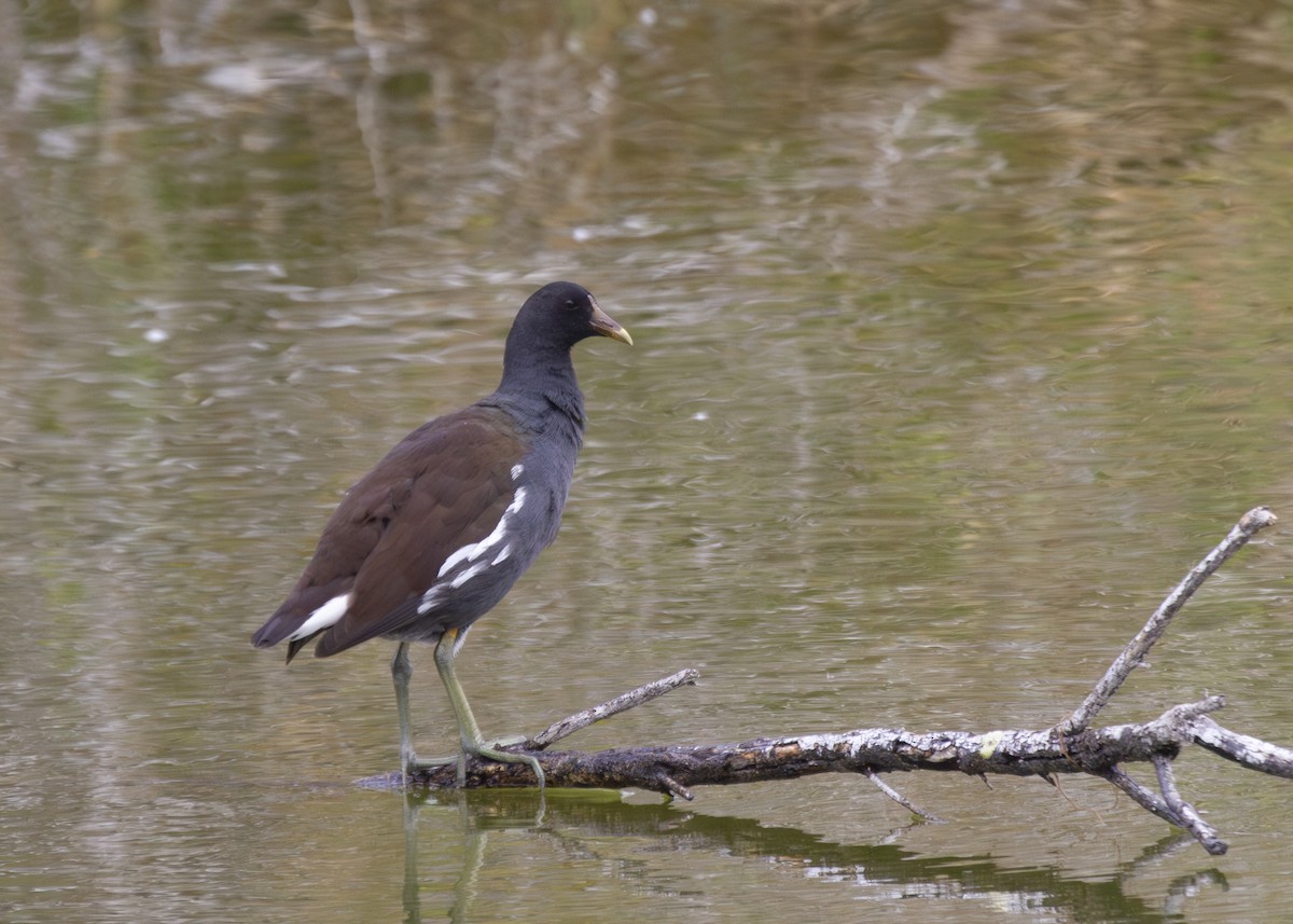 Gallinule d'Amérique - ML613968364