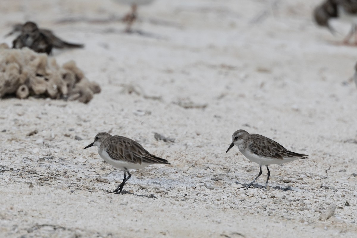 Little Stint - ML613968368