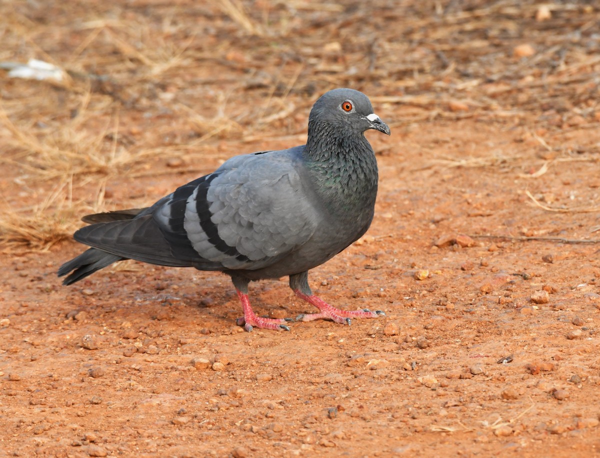 יונת בית - ML613968413