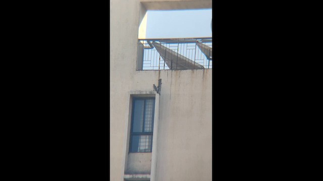 Peregrine Falcon - ML613968425