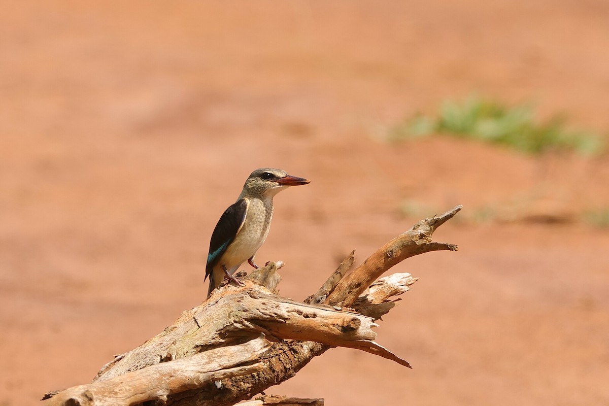 Gray-headed Kingfisher - ML613968651