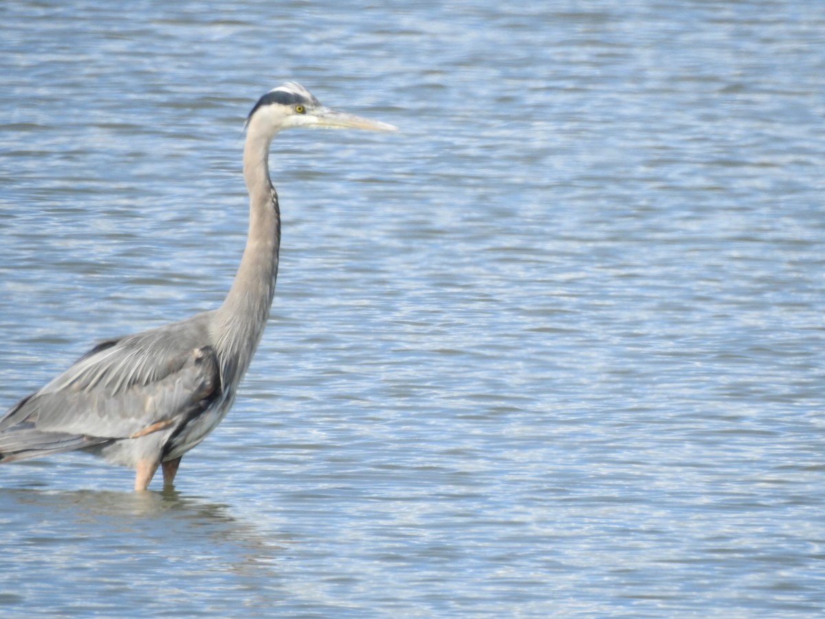 Great Blue Heron - ML613968668