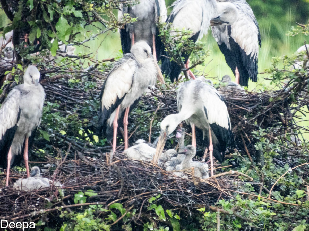 Asian Openbill - Deepa Wimalasena