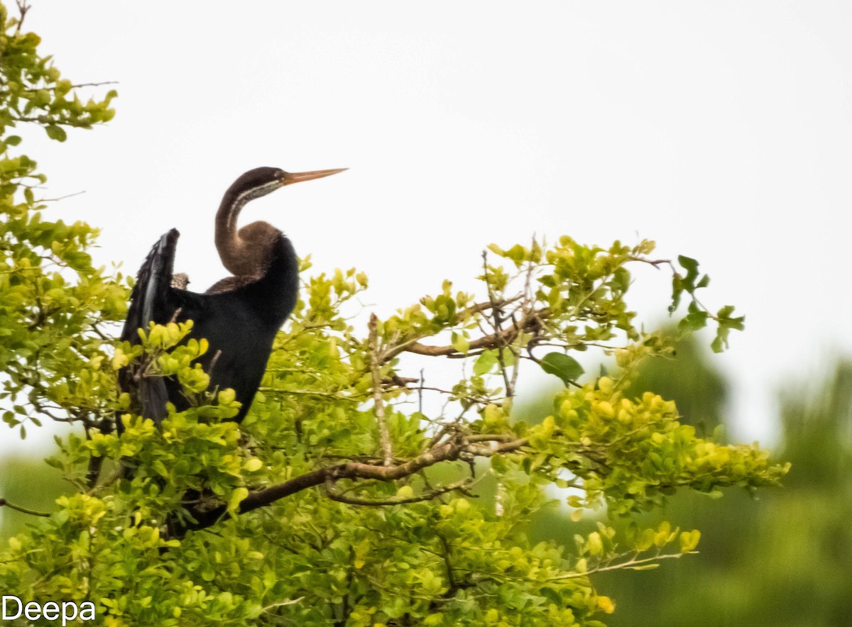 anhinga indomalajská - ML613968748