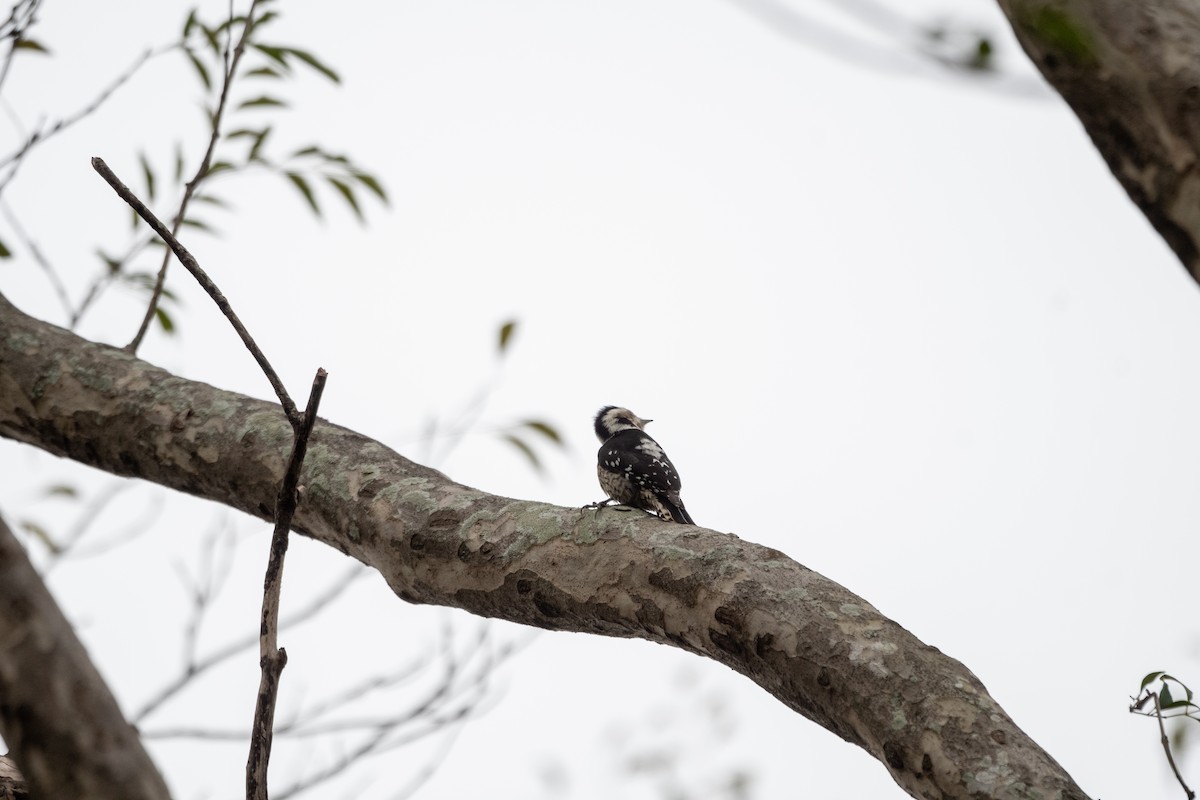 Gray-capped Pygmy Woodpecker - Shih-Hao Wang