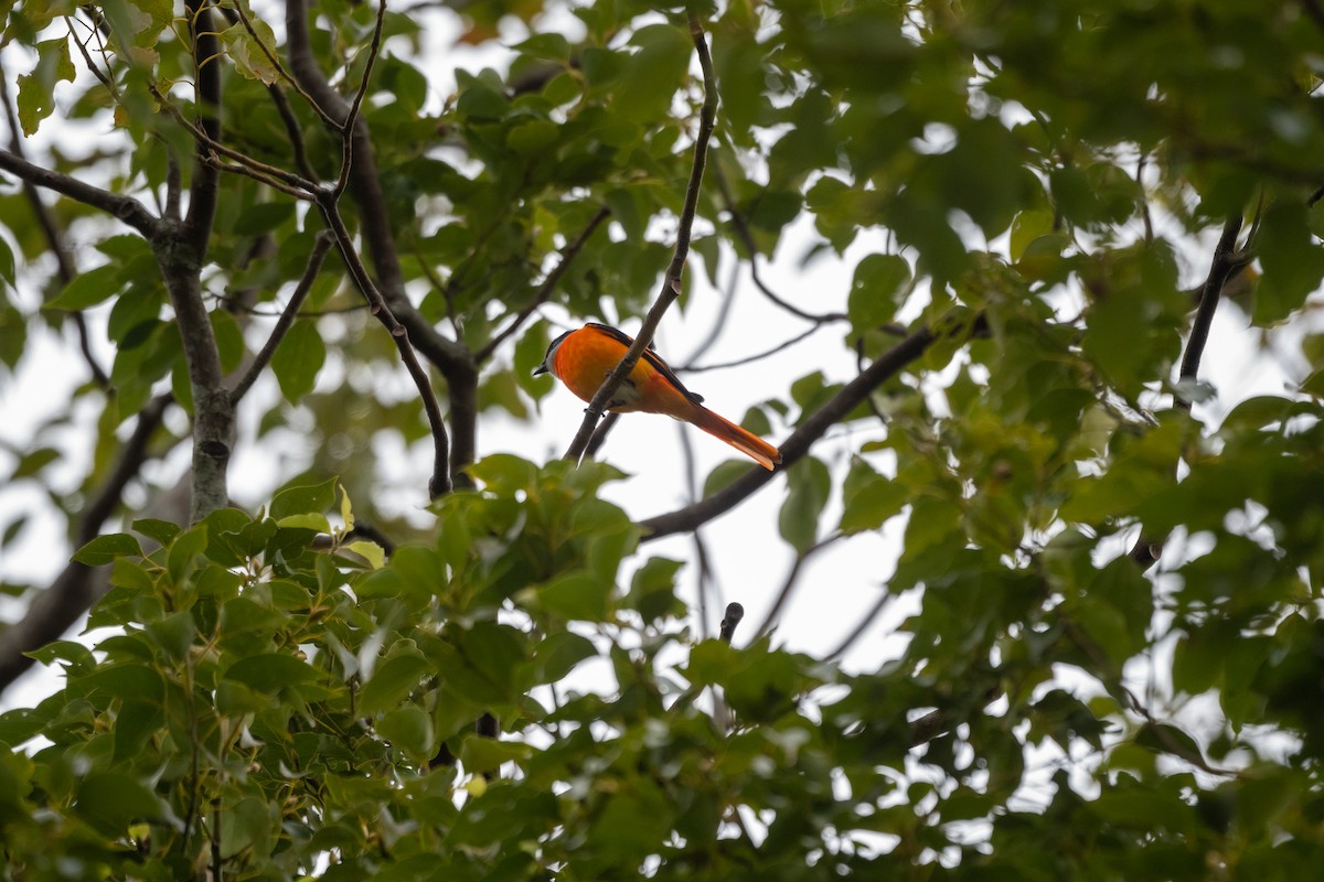 Gray-chinned Minivet - Shih-Hao Wang