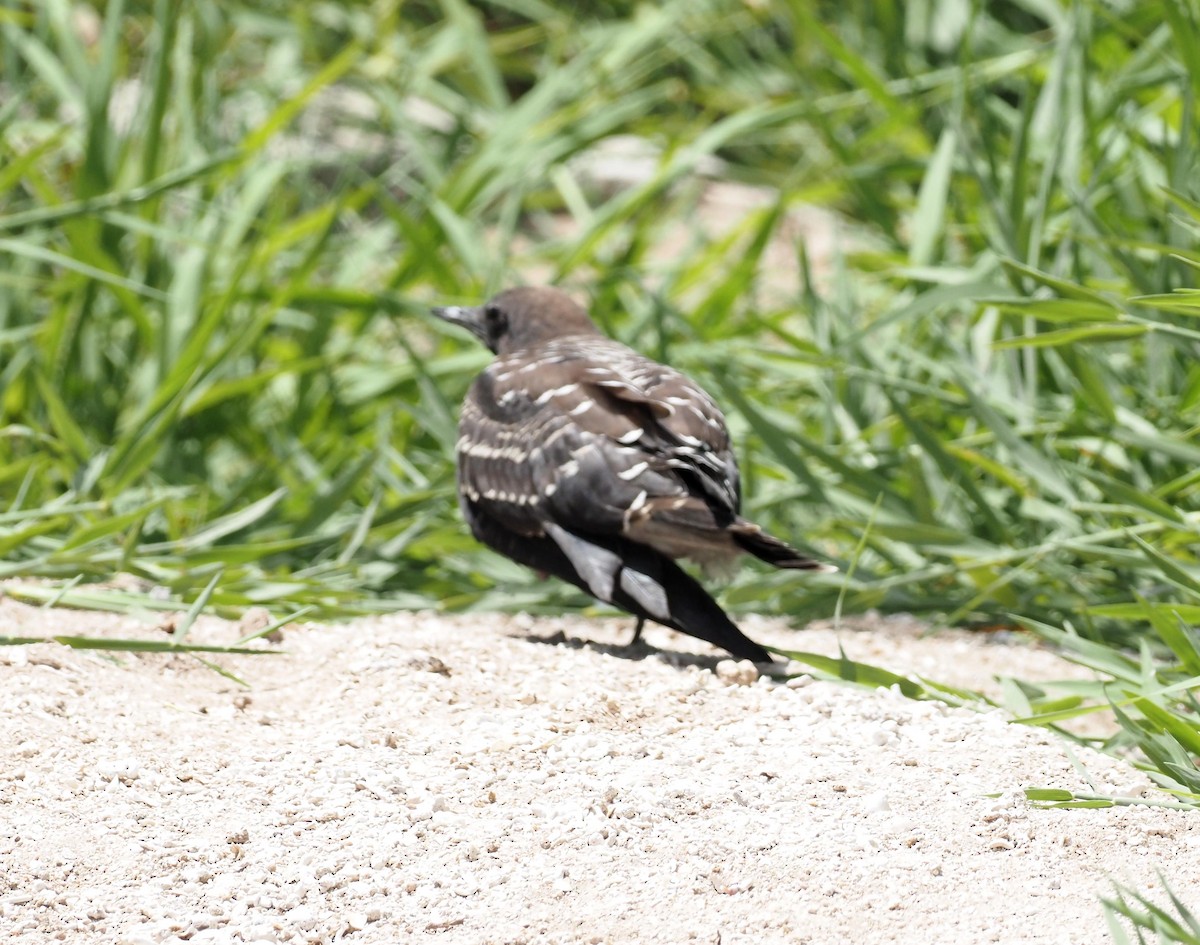 Sooty Tern - ML613968842