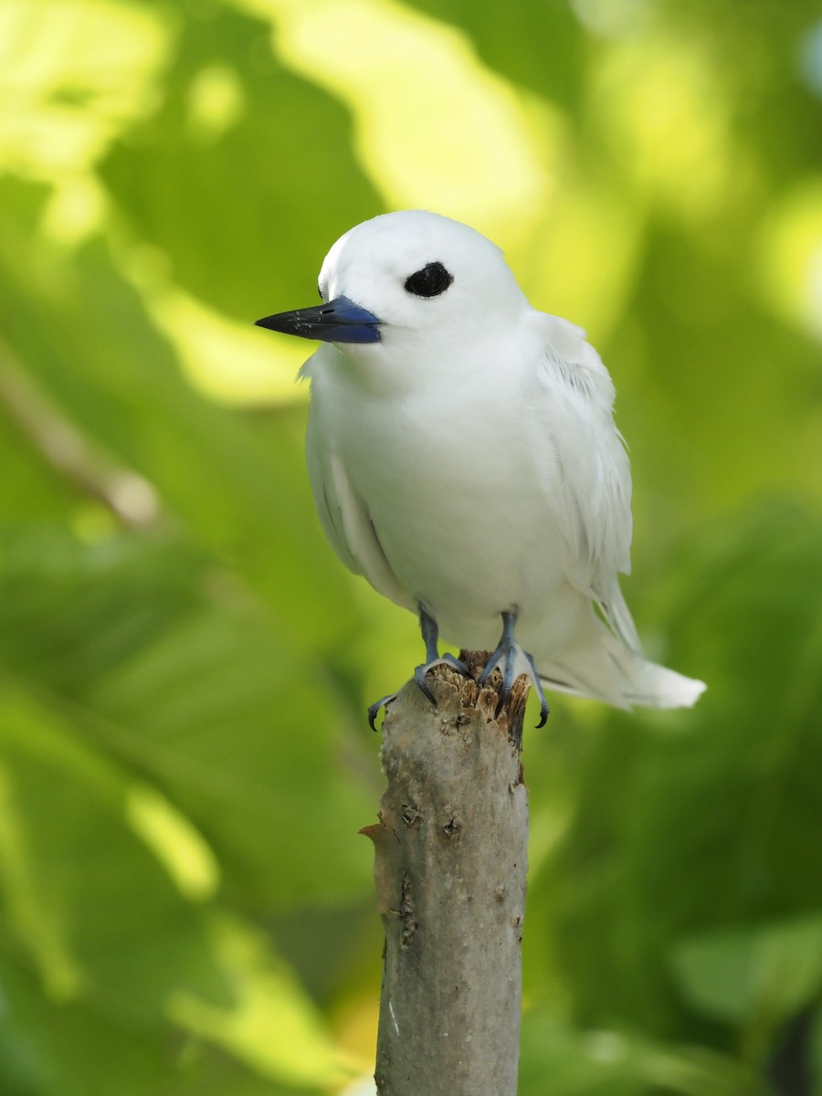 White Tern - ML613968897