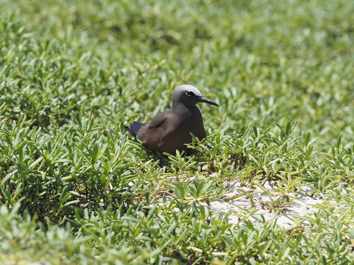 Brown Noddy - ML613968904