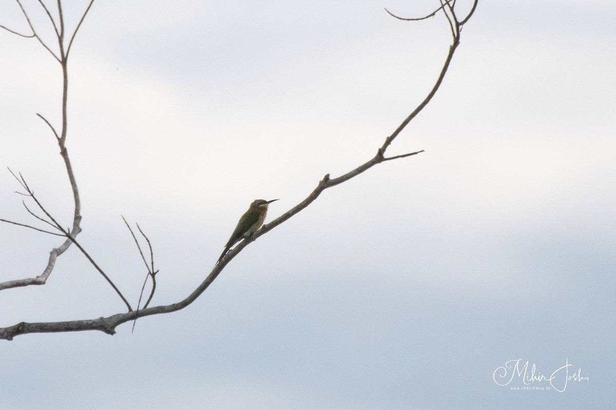 Blue-tailed Bee-eater - ML613968917