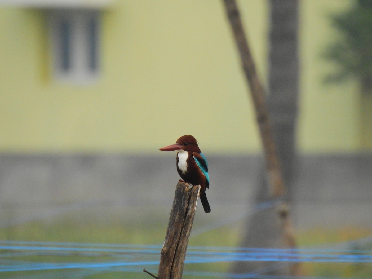 White-throated Kingfisher - Partha sarathy