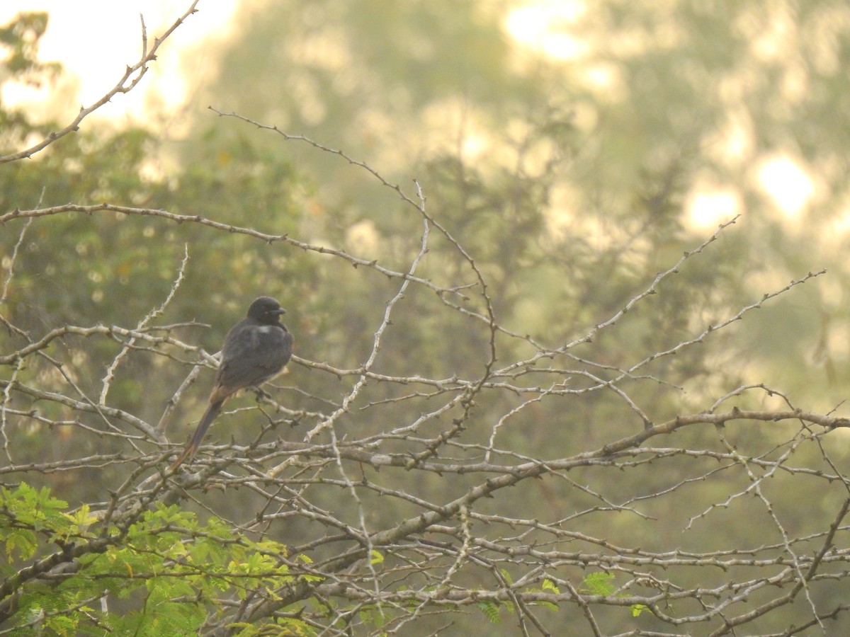 Black Drongo - Partha sarathy