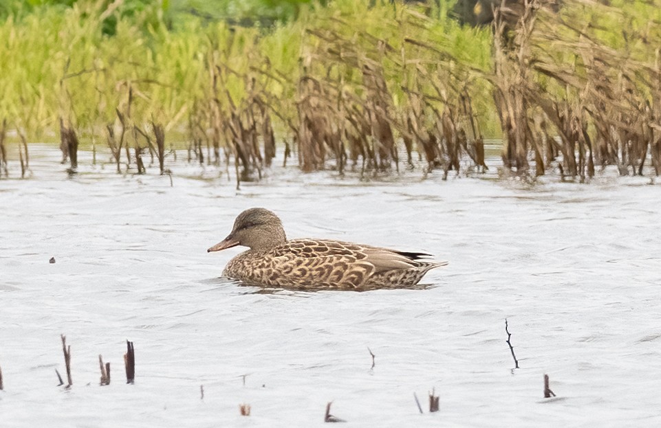 Canard chipeau - ML613969067