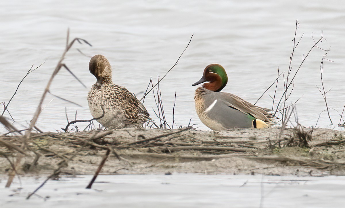 čírka obecná (ssp. carolinensis) - ML613969080