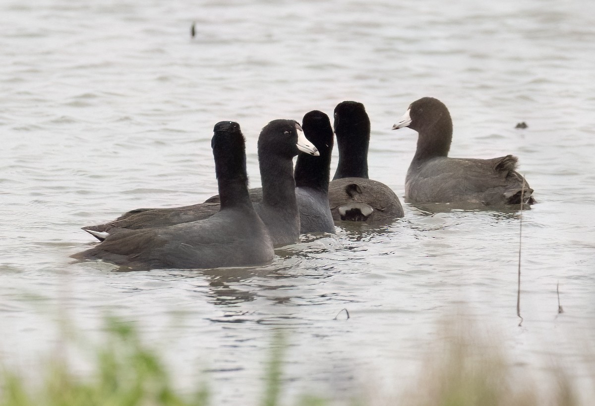 American Coot (Red-shielded) - ML613969083