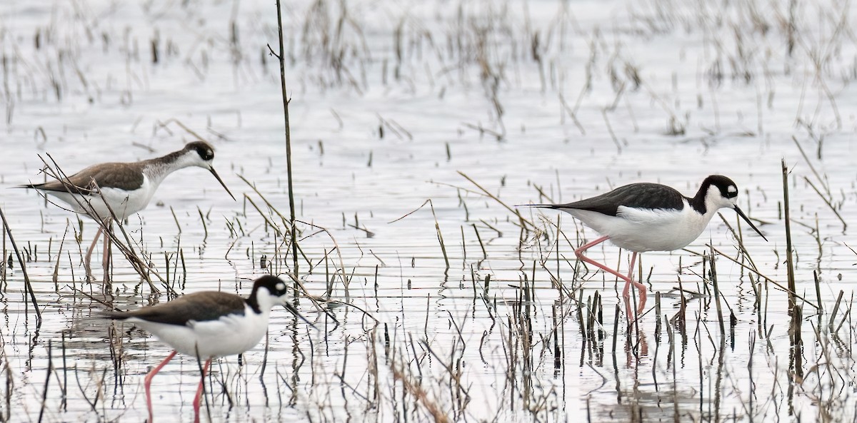 Black-necked Stilt - Ken Ealy