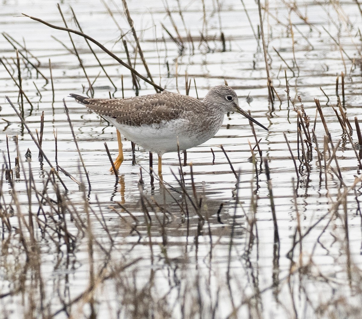 Greater Yellowlegs - Ken Ealy