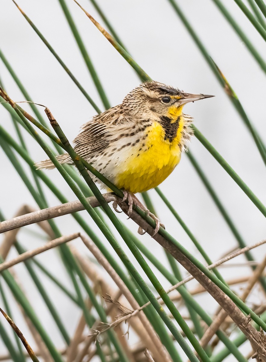 Western Meadowlark - ML613969102