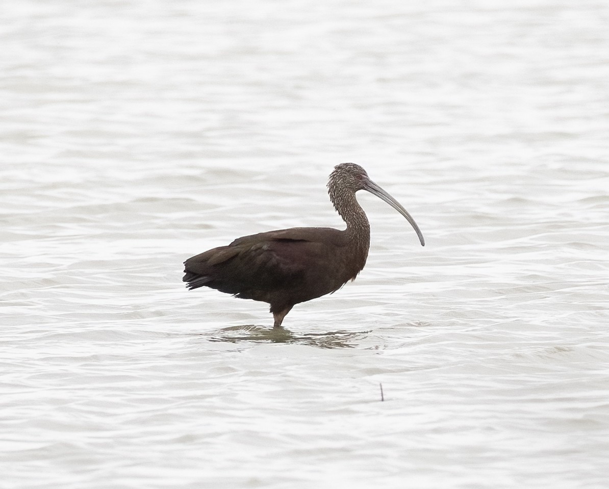 Ibis à face blanche - ML613969108