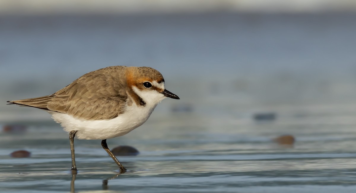 Red-capped Plover - ML613969144