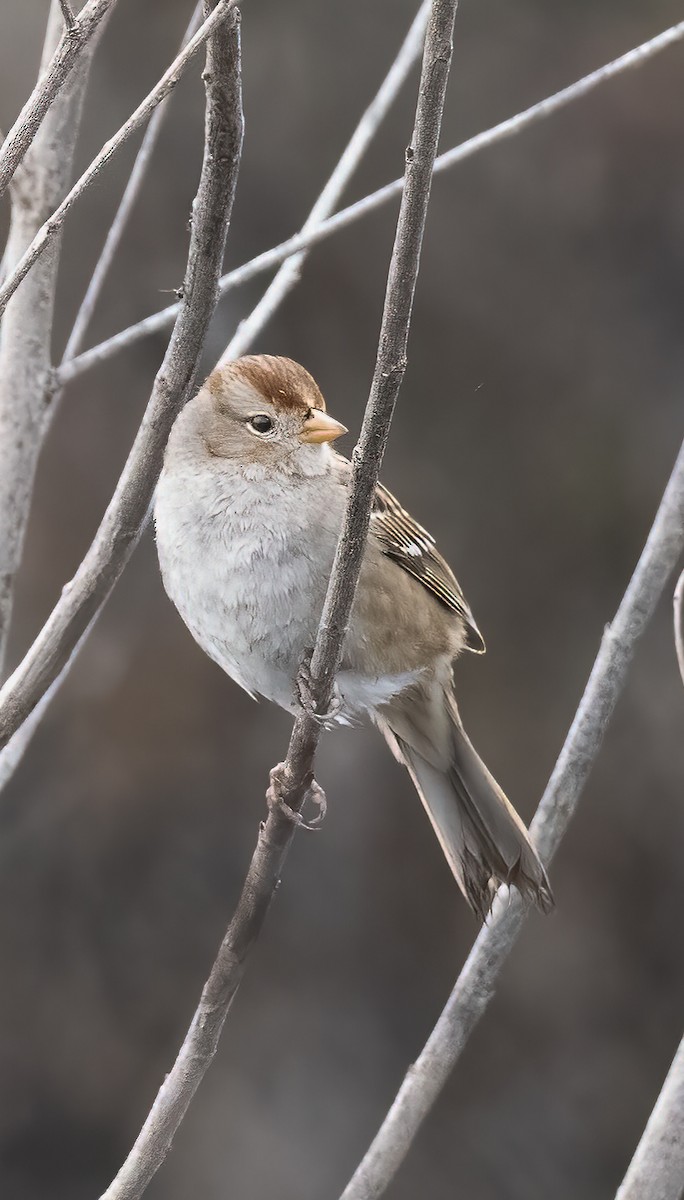 White-crowned Sparrow (Gambel's) - Ken Ealy