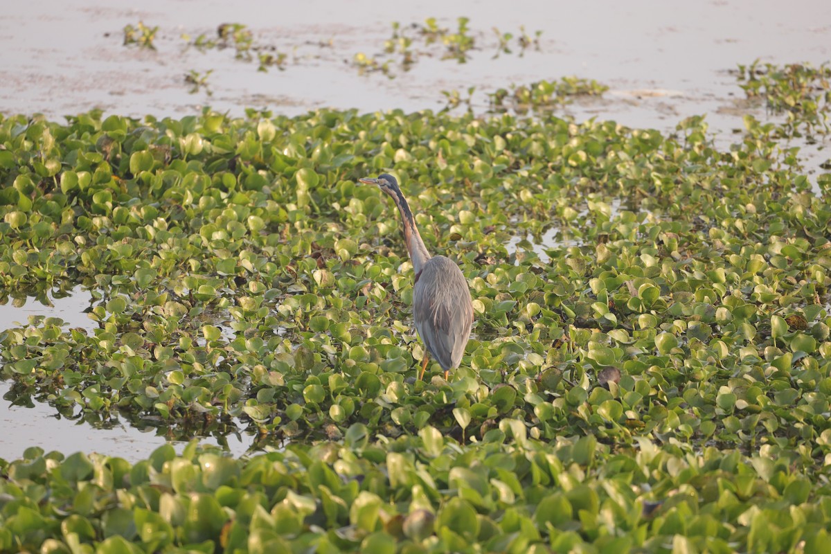 Purple Heron - ML613969311