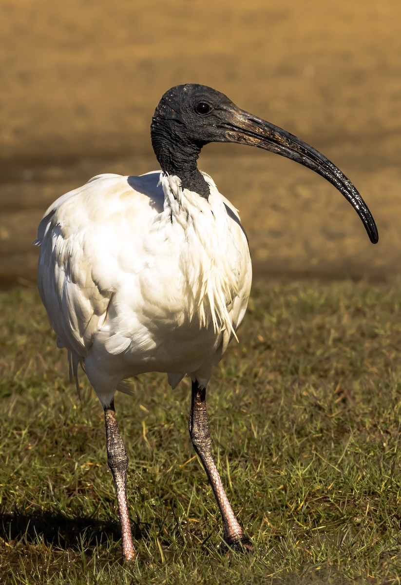 Ibis à cou noir - ML613969335