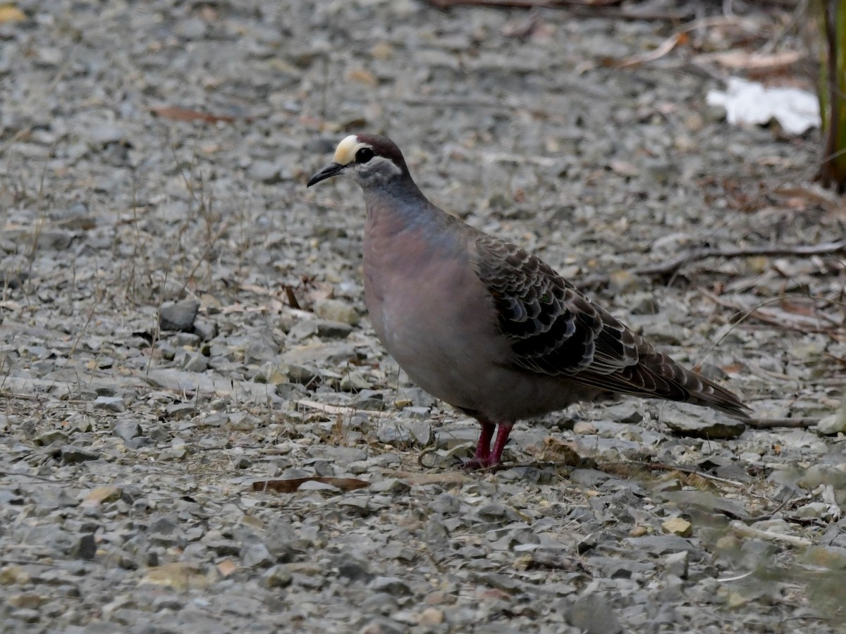 Common Bronzewing - David Drews