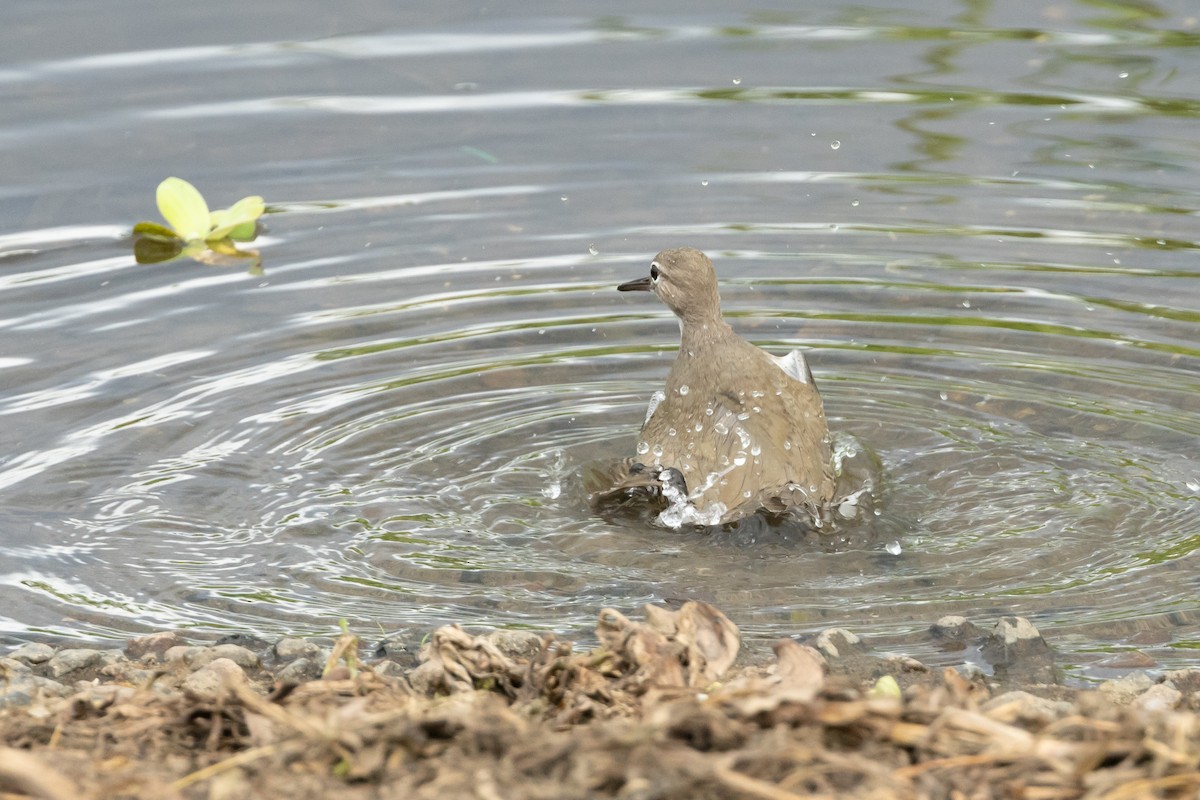 Spotted Sandpiper - ML613969372