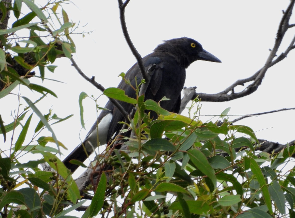 Pied Currawong - ML613969377