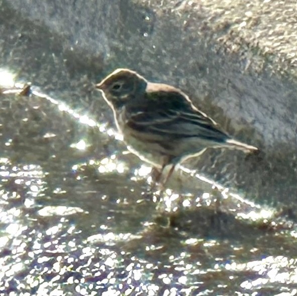 Pipit d'Amérique - ML613969501