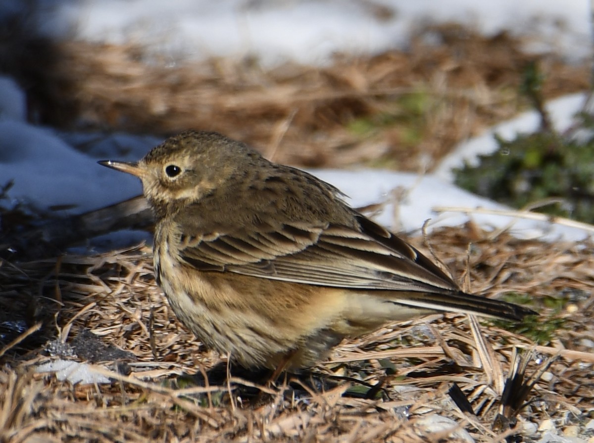Pipit d'Amérique - ML613969502