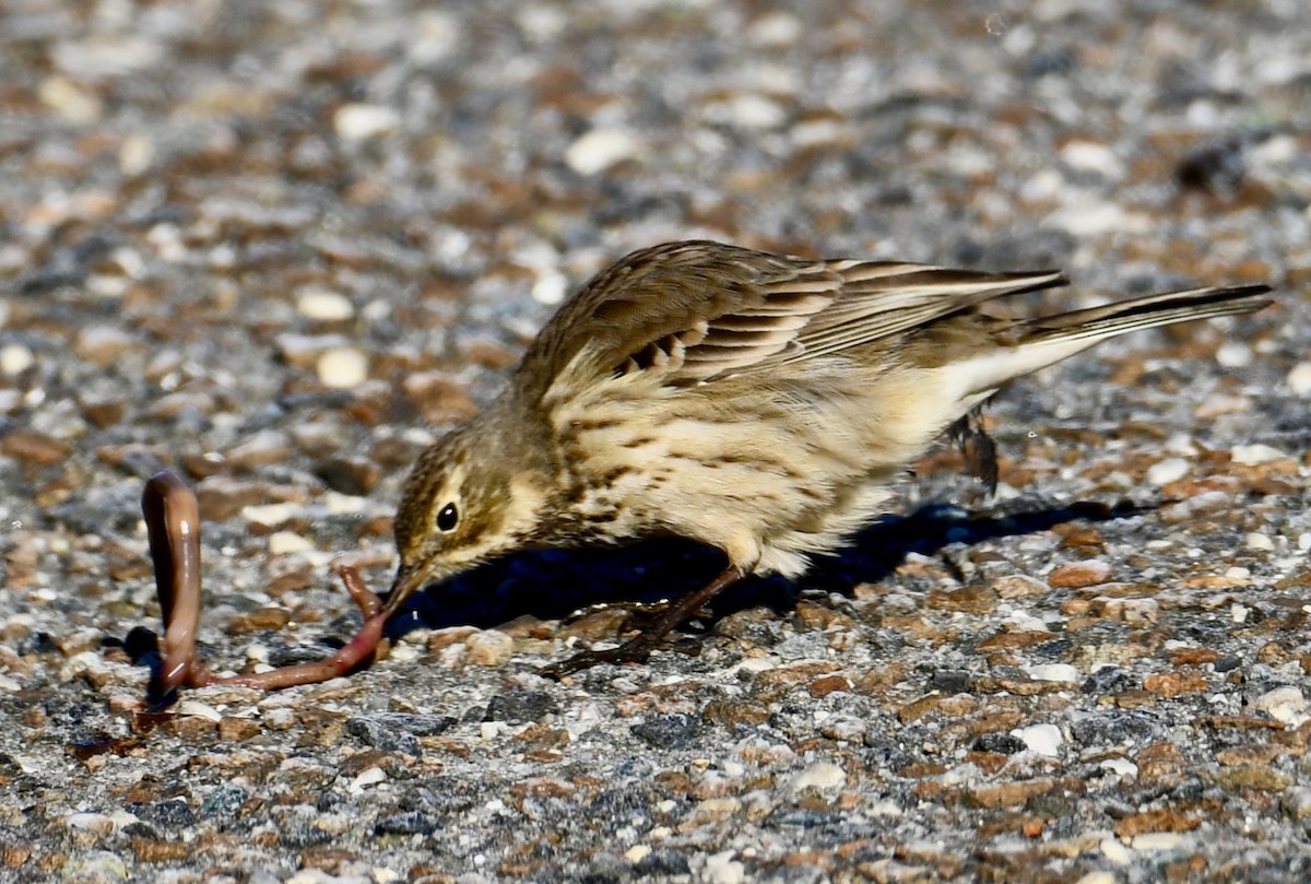 Pipit d'Amérique - ML613969503